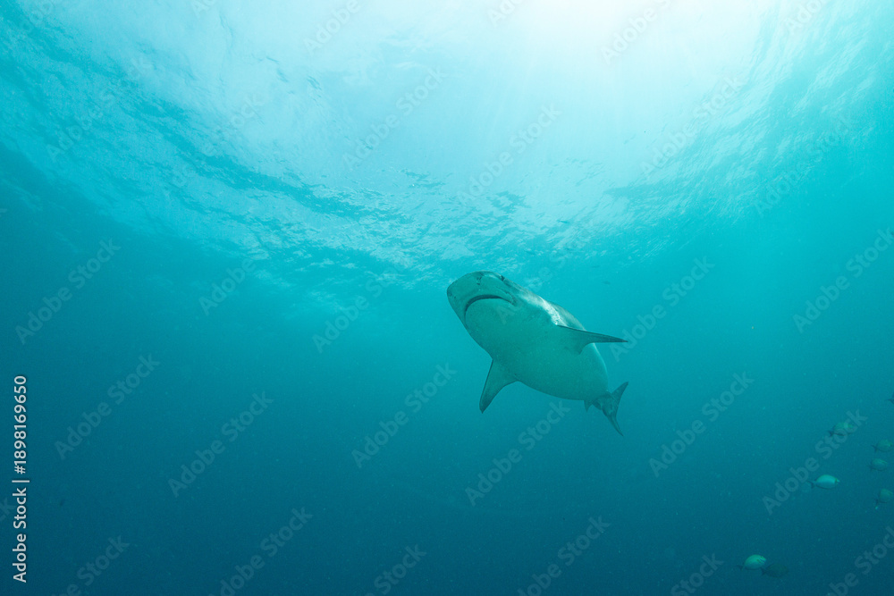 Obraz premium Tiger sharks swim in clear waters near Fuvahmulah island in Maldives during daytime