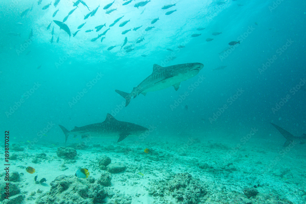 Fototapeta premium Tiger sharks swim in clear waters around Fuvahmulah island in the Maldives during a bright day