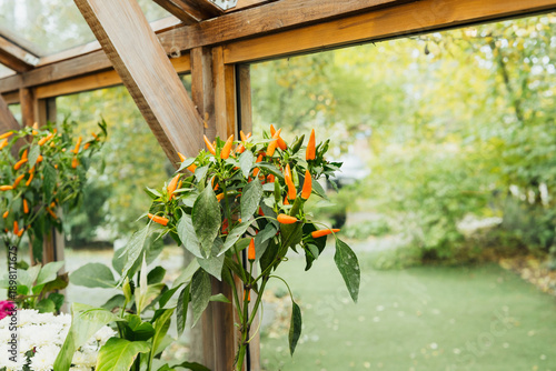 Bright orange peppers grow on green plants inside a wooden greenhouse with garden view