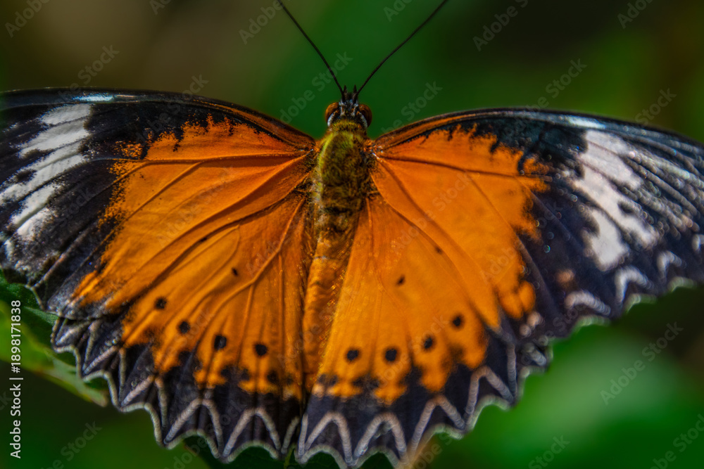 Ταπετσαρία A beautiful butterfly in an aviary in Chiang Rai, Thailand.