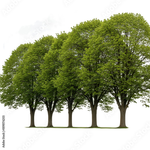 Four green trees with lush foliage isolated on transparent background