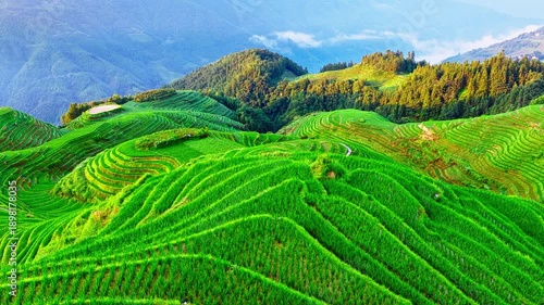 Wallpaper Mural Aerial view of magnificent green rice terraces winding around mountain slopes in Guilin, China. Torontodigital.ca