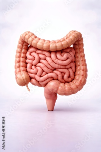 Wallpaper Mural Human intestine and digestive system anatomy isolated on white background for medical education, healthcare, and anatomical research. Torontodigital.ca