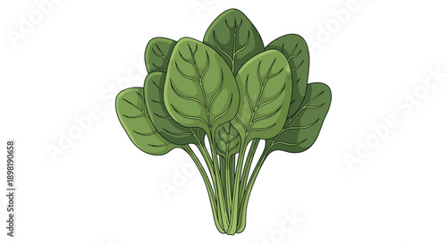Fresh green spinach bunch with large leaves and stalks illustrated in a detailed organic style against a white background.