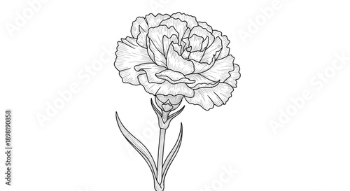 Detailed hand-drawn black and white sketch of a blooming carnation flower with delicate petals and long stem isolated on white background.
