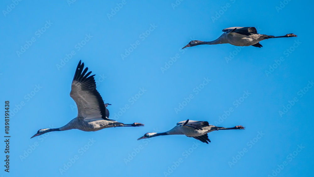 Fototapeta premium Crane flying in the sky during migration