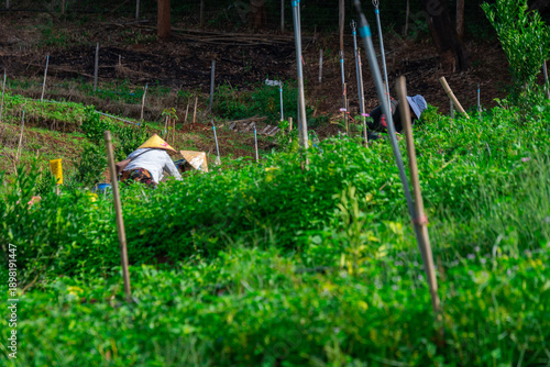 Thai farmers on a hillside farm in the northern Thai countryside