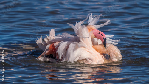 Φωτογραφία Pink flamingo splashing in a pond in Camargue, France