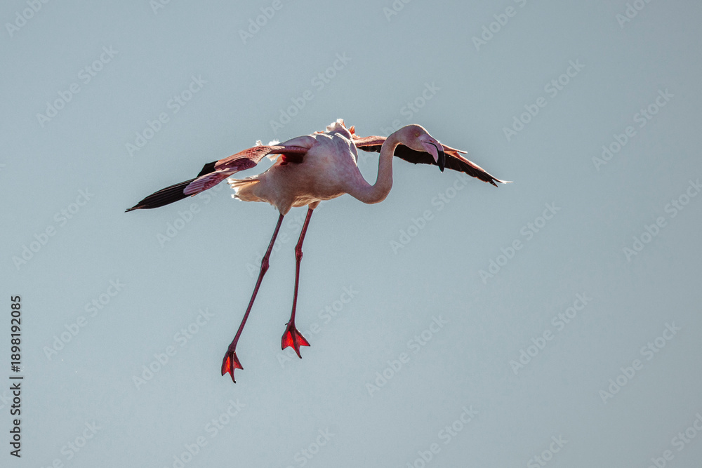 Obraz premium Pink flamingo flying over the marshes of Camargue, France