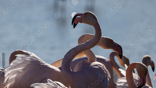 Quadro su tela Squabble between two flamingos on a pond in Camargue