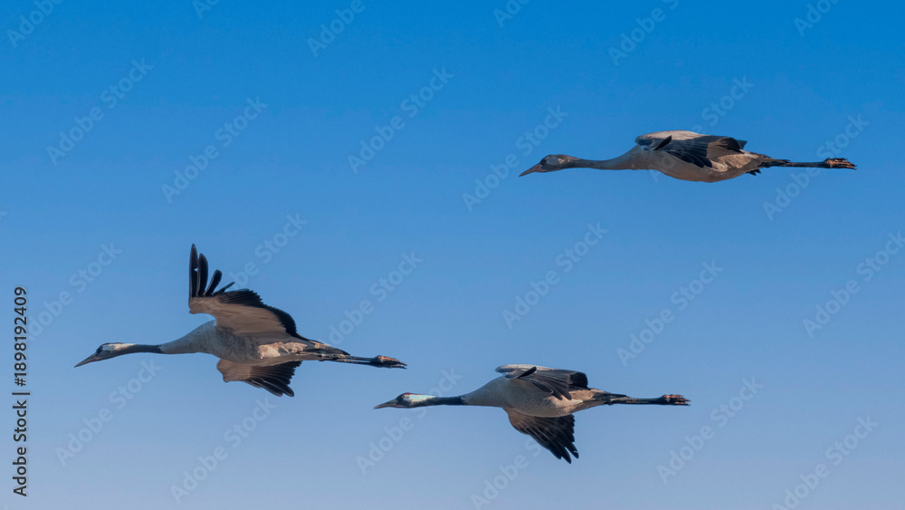 Obraz premium Crane flying in the sky during migration