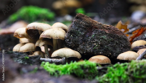 A colony of poisonous and inedible mushrooms, false honey agarics, Hypholoma fasciculare, grows in the wild