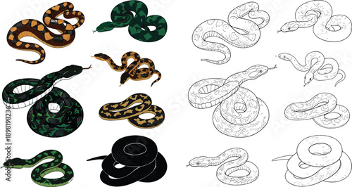 Dangerous snake collection, reptile animal, wildlife predator, venomous serpent, python, viper, cobra