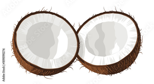 Realistic vector illustration of a ripe coconut split into two halves showing the white inner meat and brown hairy outer shell on white background.