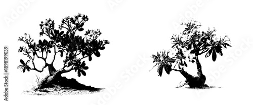 Elegant Desert Rose, Rooted in Solitude: A Timeless Illustration