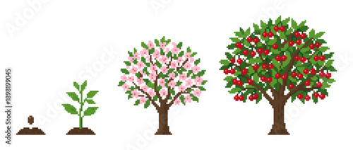 Illustration showing the life cycle of a cherry tree from seed to mature fruit-bearing tree.