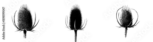 A Single Spiky Teasel Head
