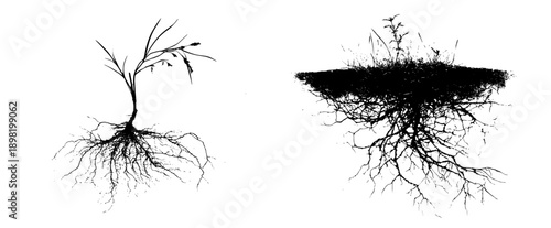 Essence of Nature: The Roots Beneath