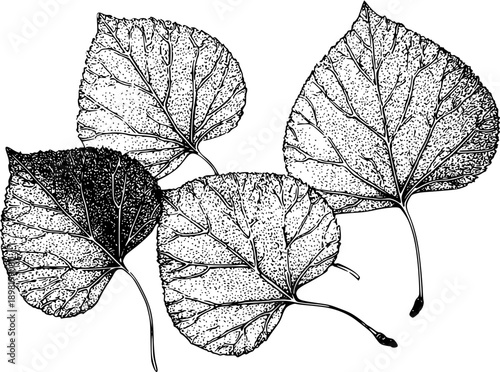 Whispers of Autumn: An Etching of Aspen Leaves