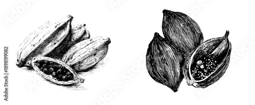 Elegant Etchings of Three Cardamom Pods: Two Whole and One Split