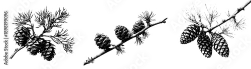 Whimsical Etching of Larch Cones in Nature