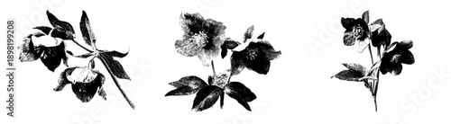 Ethereal Elegance: A Monochrome Botanical Masterpiece
