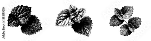 Elegant Etching of Two Lemon Balm Leaves
