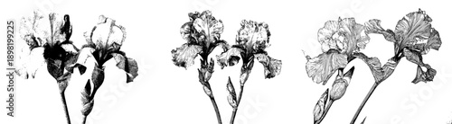 Elegant etched irises: a minimalist art piece capturing the essence of two Iris blooms in full bloom.