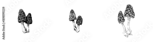Ethereal Elegance: Minimalist Etching of Two Morel Mushrooms, One Tall and Sleek