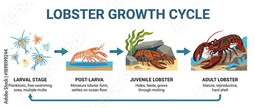 Illustration depicting the complete life cycle of a lobster, from larval stage to adult.