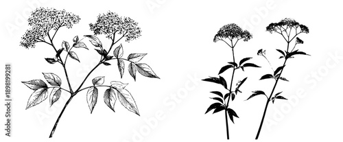 Elderberry Branches: A Black and White Etching