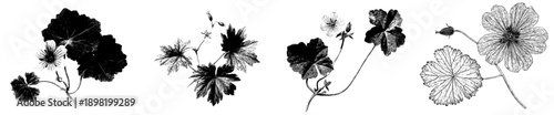 Elegant etchings of Cranesbill Geranium Leaves and a Si