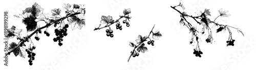 Elegant Vine and Fruit Etching