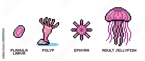 Illustration of the life cycle of a jellyfish, showing the planula larva, polyp, ephyra, and adult jellyfish stages.