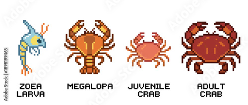 Illustration showing the different life stages of a crab, from zoea larva to adult crab.