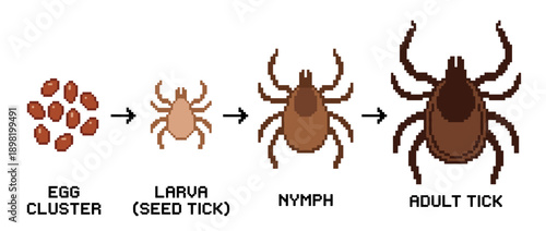 Illustration showing the life cycle of a tick, from egg cluster to larva, nymph, and finally an adult tick.