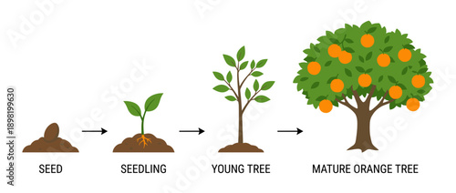 Illustration showing the life cycle of an orange tree from seed to mature fruit-bearing plant.