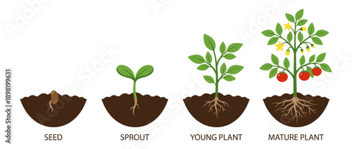 Illustration showing the life cycle of a tomato plant from seed to mature plant with fruits.