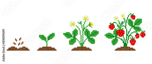 Illustration showing the growth stages of a strawberry plant from seed to fruit-bearing.
