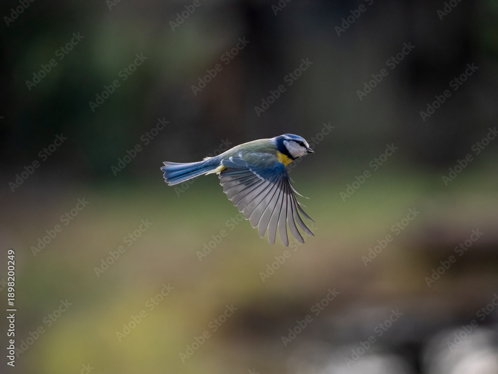 Obraz premium Blaumeise, Cyanistes caeruleus
