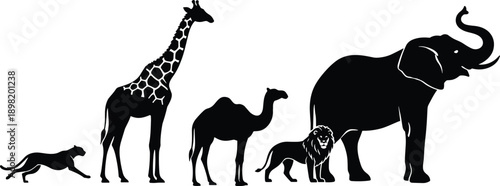 Wild animal silhouette set showing giraffe camel lion elephant and big cat, African wildlife concept, black vector illustration isolated on white background