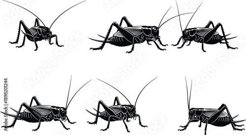 Detailed cricket insect illustration, entomology artwork, blue black stylized crickets, educational insect diagram, natural science, biology reference image