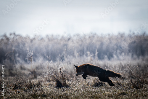 Red fox (Vulpes vulpes) jumping on prey – dynamic hunting action in the wild