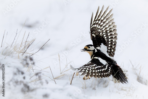  great spotted woodpecker taking off directly from the ground. The spread wings reveal the striking black and white plumage with red markings. Dynamic wildlife image capturing the moment of liftoff an