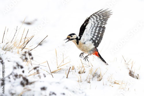 Photos great spotted woodpecker taking off directly from the ground