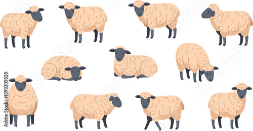 Cute Sheep Cartoon Character Vector Set with Standing Walking Grazing and Resting Farm Poses