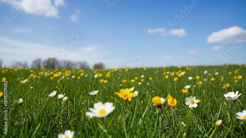 Wildflowers blooming in green meadow under blue sky with clouds  