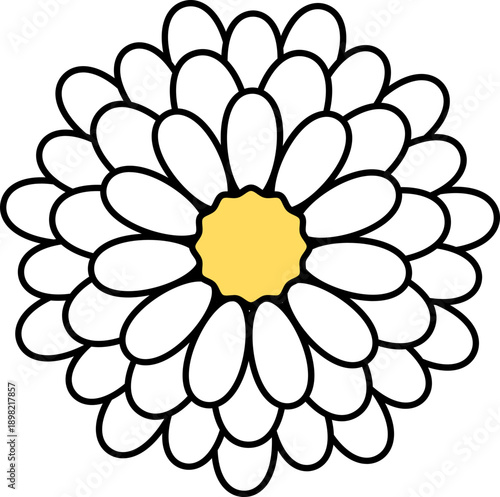 Simple White Daisy Flower