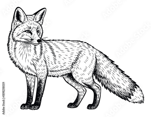 Detailed engraved line drawing of a wild fox standing and looking over its shoulder, perfect for nature themed publications, educational content, and wildlife conservation designs