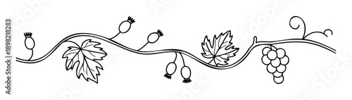 A decorative botanical border featuring a flowing vine with rose hips, gooseberrylike fruits, and a cluster of grapes, perfect for elegant graphic embellishments and naturalistic themed